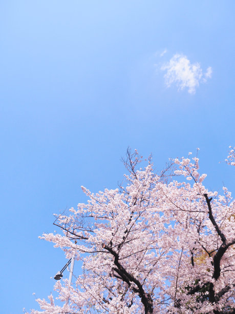 樱花盛开图片下载