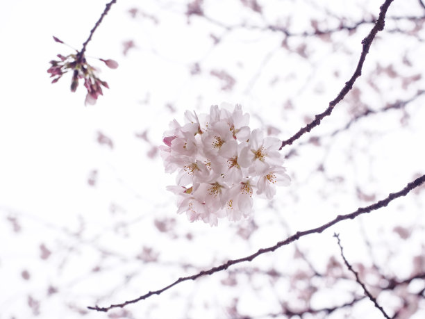 樱花盛开图片下载