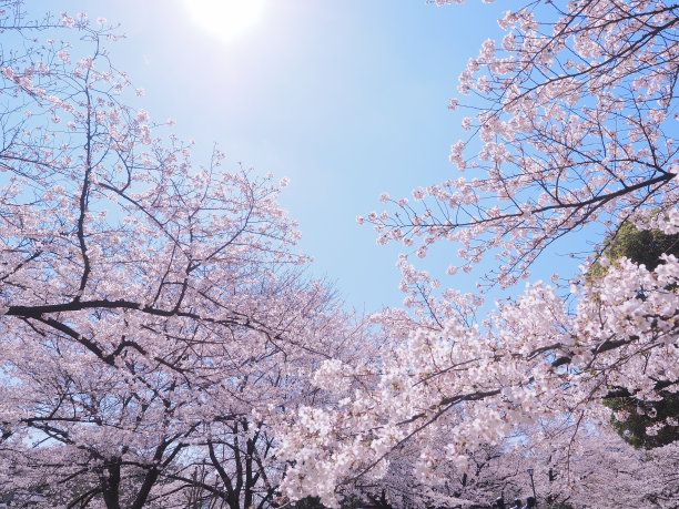 樱花盛开图片下载