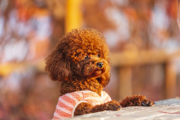 秋天的玩具贵宾犬图片下载