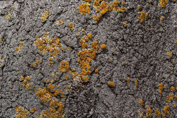 这棵树的树皮，木头的纹理，长满了苔藓。厚厚的落叶树的树皮是一层精致的苔藓，呈现绿色图片下载