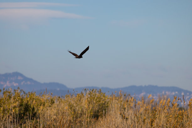 湿地之王图片下载