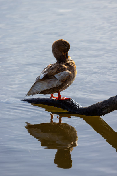 白颈海蛇在晒太阳图片下载