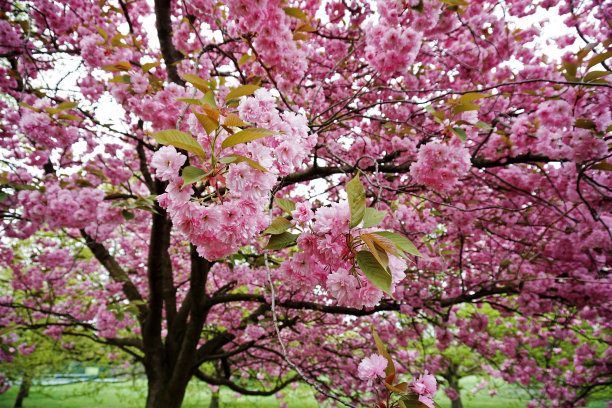 格林威治公园的自然景观伦敦的樱花大道，英国英格兰最好的赏花地点之一图片下载