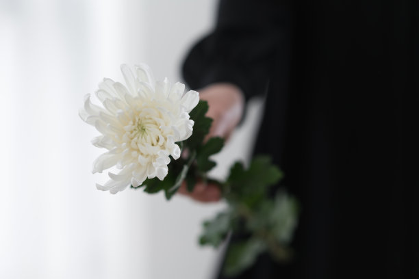 手里捧着一朵白色的菊花图片下载