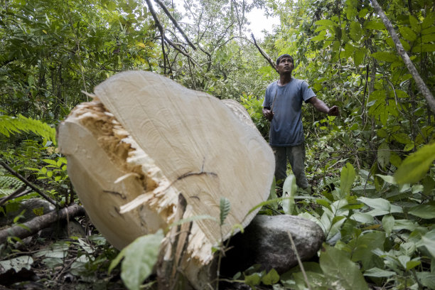 男子清洁树枝的木材被砍下来-库存照片图片下载