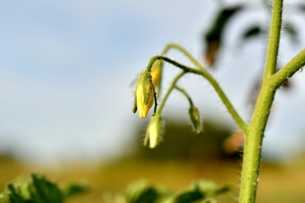 西红柿丛上的黄花。图片下载