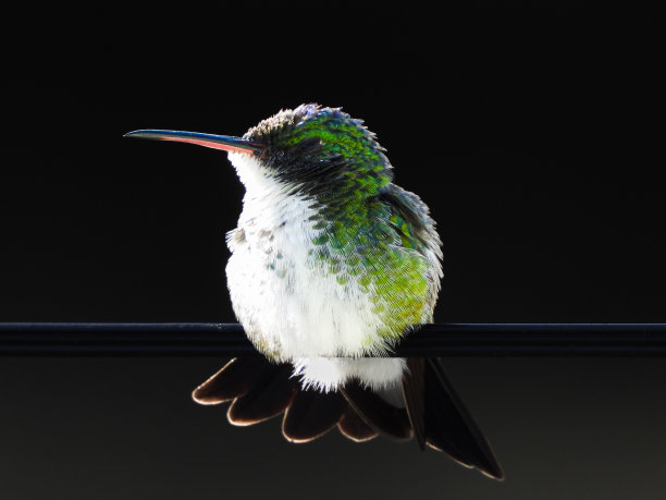 蜂鸟坐在电线上观察大自然图片下载