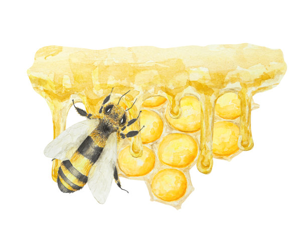 水彩手绘蜜蜂孤立在白色背景图片下载