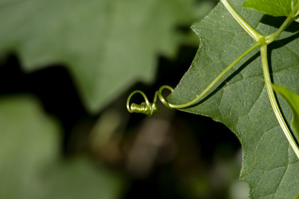 葡萄卷须，捕获铁生锈的电线，近距离的照片图像在抽象的背景。图片下载