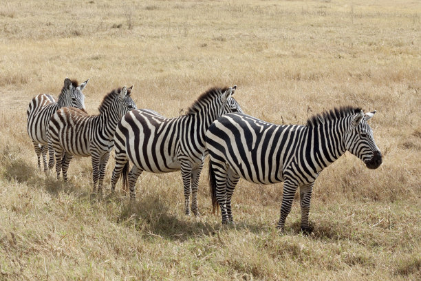 斑马排成一行图片下载