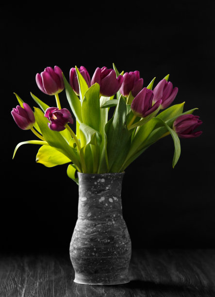 黑色背景上的深紫色郁金香图片下载