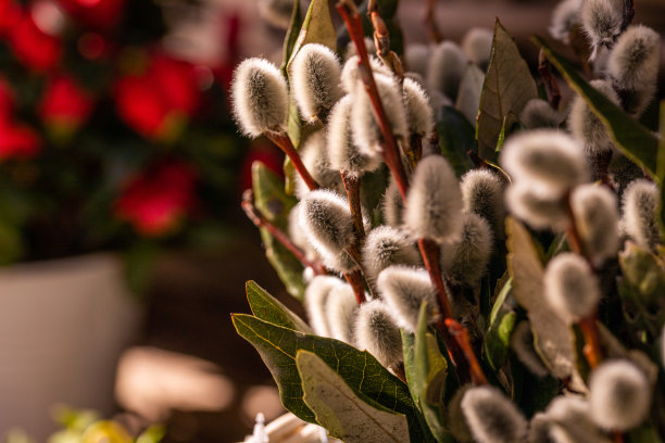 柳枝上长着嫩芽，柳花蓬松。圣枝主日。有选择性的重点。复活节概念，春天自然觉醒。图片下载