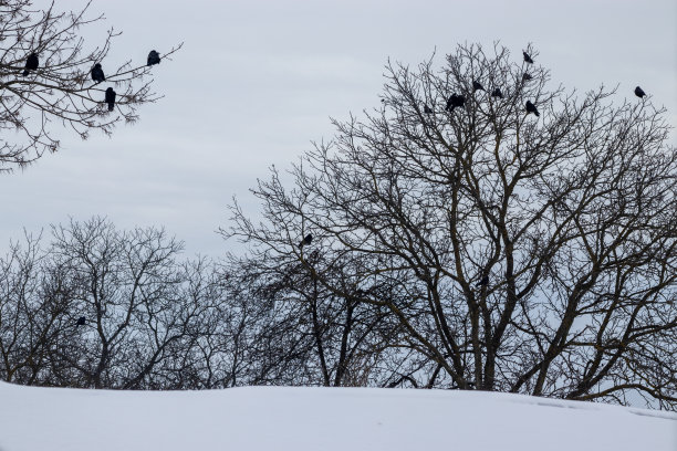 冬天没有叶子的树枝上的黑乌鸦图片下载