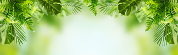 抽象的夏季热带树叶背景。绿色的外来植物。横幅图片下载