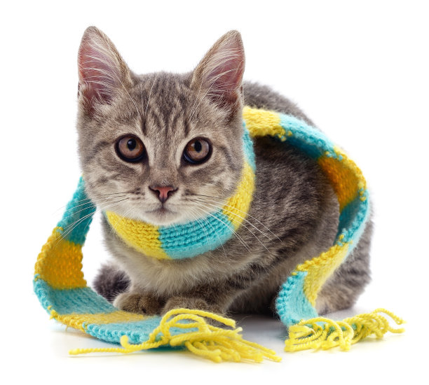 戴围巾的小猫。图片下载