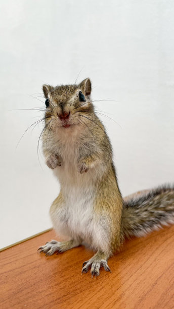 可爱的小花栗鼠。图片下载