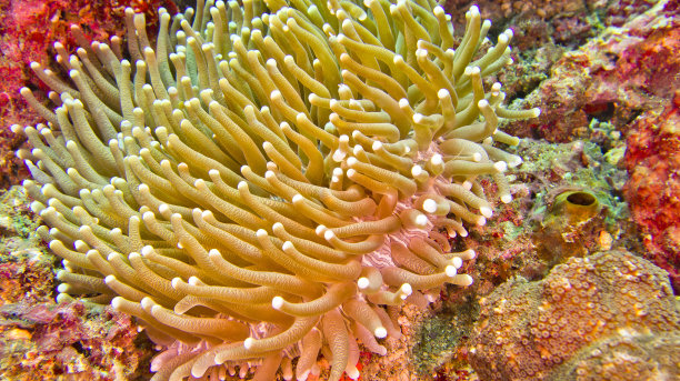 Euphyllia, Hammer Coral, Lembeh，印度尼西亚图片下载