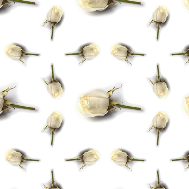 白玫瑰单株图片下载