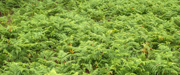 叶蕨图片下载