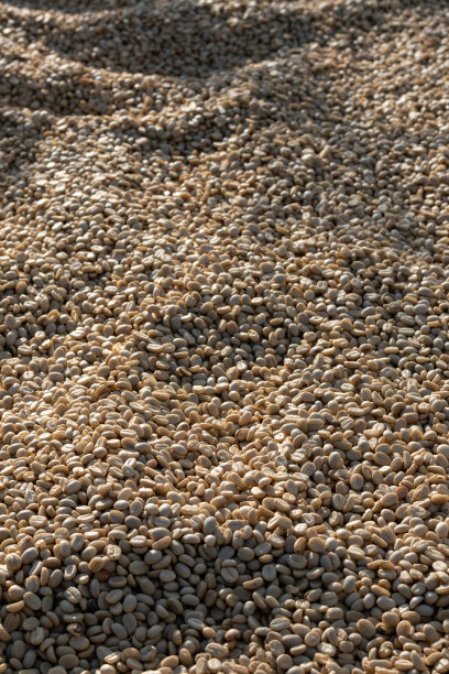 将大量的咖啡豆收获后晒干是生产咖啡豆的工艺之一，咖啡豆经过烘烤后包装成烘焙咖啡豆制品出售。图片下载