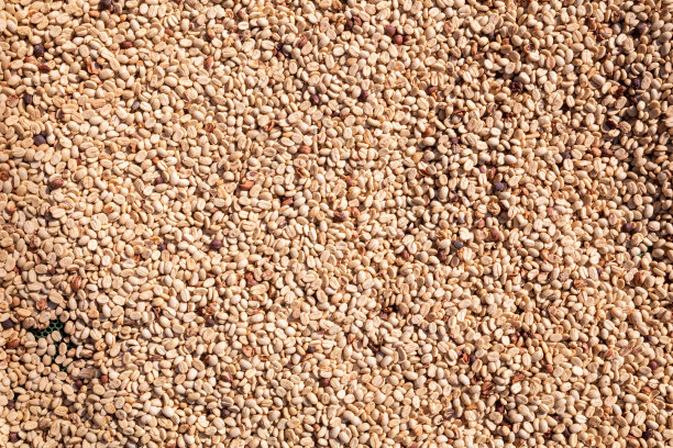 将大量的咖啡豆收获后晒干是生产咖啡豆的工艺之一，咖啡豆经过烘烤后包装成烘焙咖啡豆制品出售。图片下载