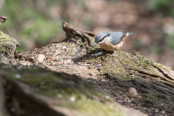 五子雀图片下载