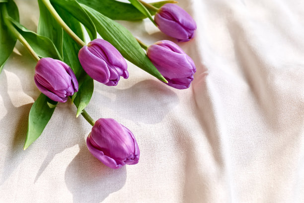 亚麻织物上的彩色郁金香。粉红色，品红或紫红色郁金香在皱白色或象牙色粉彩棉花。柔和的基调。春季假期花卉装饰。图片下载