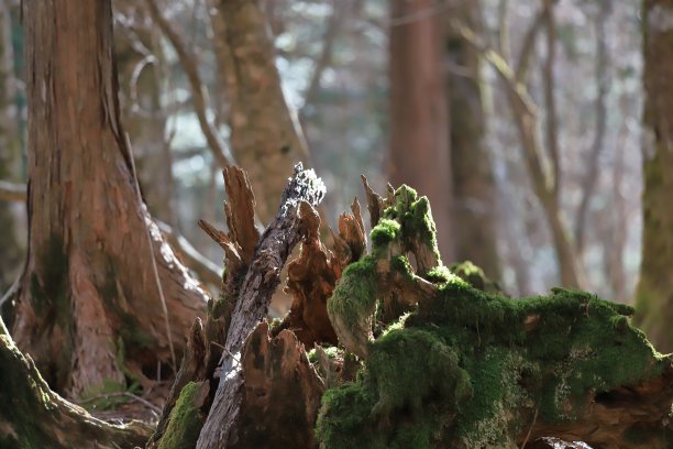 跟踪路径图片下载