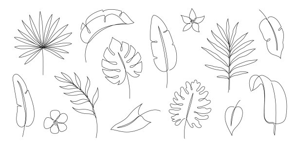 勾勒出热带棕榈叶集一条连续的线图片下载