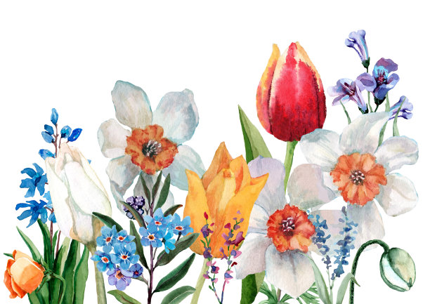 花组成。花园里春天的花有水仙花、郁金香、忘我花、风信子在草地上。手绘水彩插图孤立在白色背景的卡片，横幅，印刷，封面。图片下载