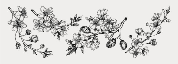 开花枝具芽和叶坐果樱桃图片下载