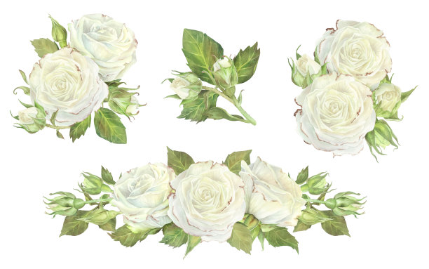白玫瑰的组合。水彩插图。孤立在白色背景上。适用于贴纸、盘子、贺卡、文具、化妆品、香水包装、婚庆请帖的设计图片下载