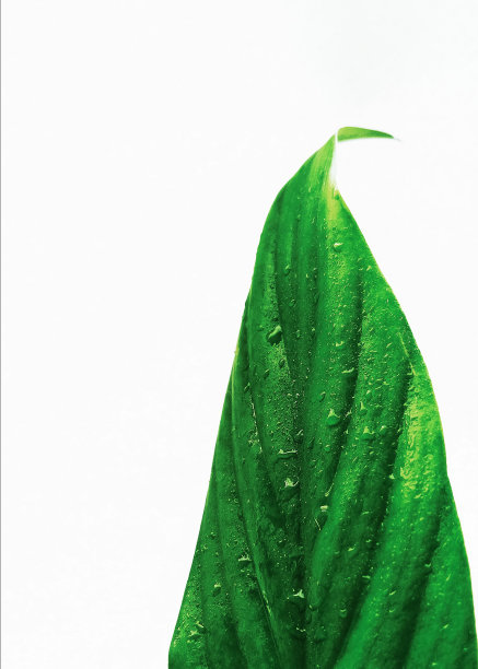 绿色的叶子图片下载