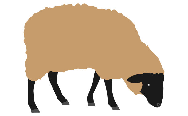 一只可爱的萨福克羊指向下方图片下载