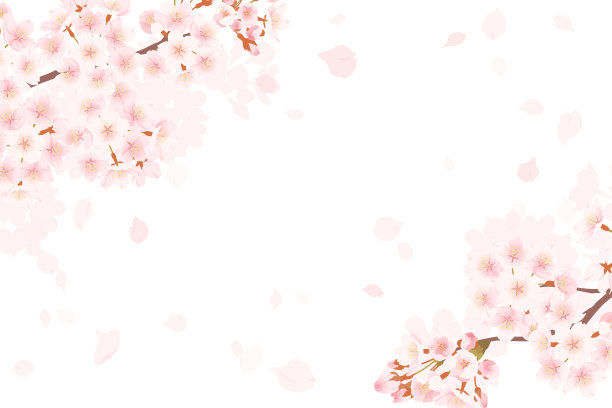 樱花盛开的插图图片下载