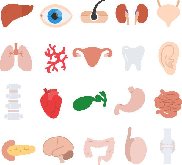 人体解剖图标设置人体内部器官图片下载