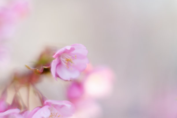 河津樱花(河津樱花)图片下载