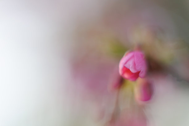 河津樱花(河津樱花)图片下载