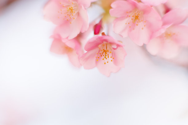 河津樱花(河津樱花)图片下载