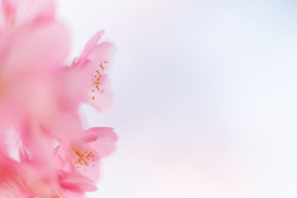 河津樱花(河津樱花)图片下载