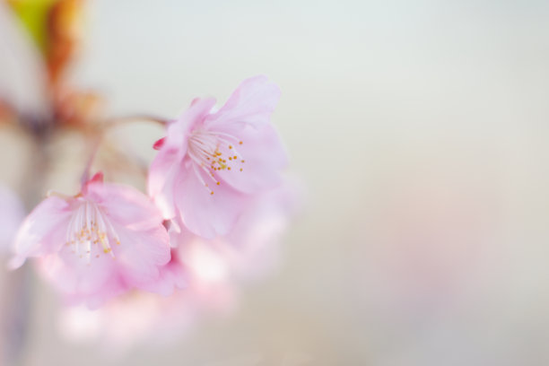 河津樱花(河津樱花)图片下载
