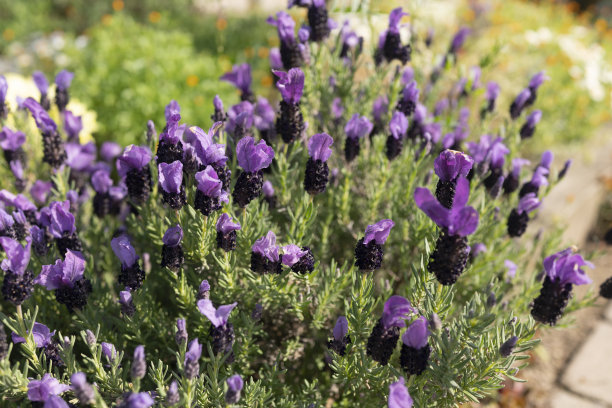 深紫色法国薰衣草花的特写照片图片下载