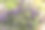 深紫色法国薰衣草花的特写照片图片下载