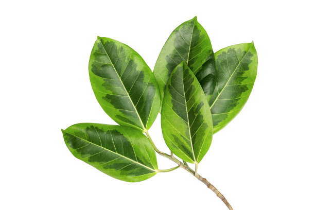 绿叶图案，秋叶孤立在白色背景上，漫画植物或象形草图片下载