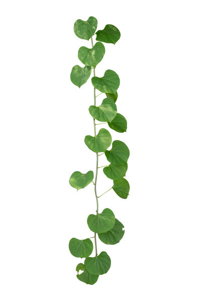 藤本植物叶片热带，灌木叶树孤立在白色背景上有修剪路径图片下载
