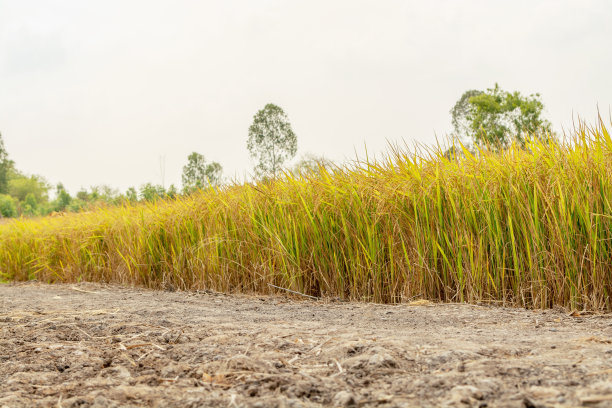 泰国的茉莉花米图片下载