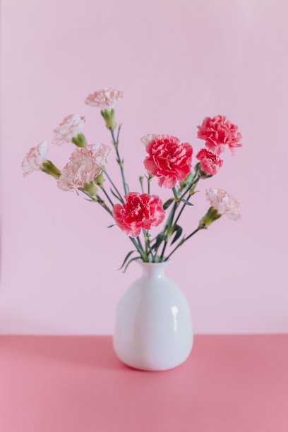 美丽的粉红色和白色康乃馨花粉红色粉彩的背景。图片下载