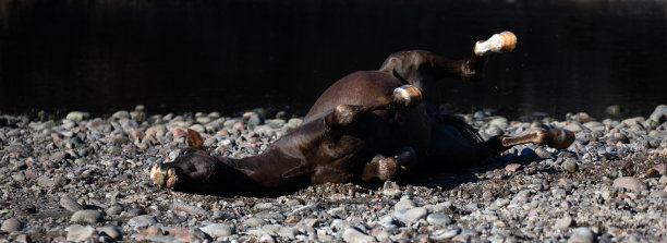 栗子肝野生种马在美国亚利桑那州梅萨附近的盐河旁的砾石中翻滚图片下载