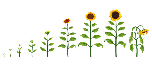 向日葵生长阶段农业植物图片下载
